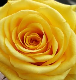 Close-up of fresh yellow rose