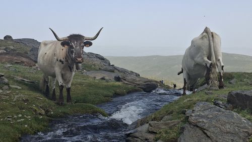 Cows on field