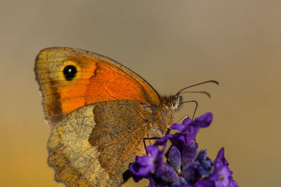 Close-up of butterfly pollinating on purple flower