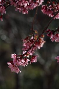 Close-up of pink cherry blossom tree