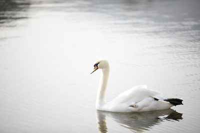 Swan swimming in a lake