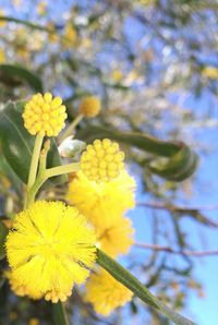 Close-up of yellow flowers blooming outdoors