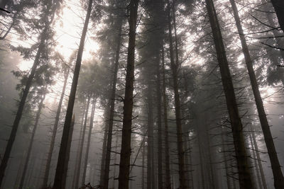 Low angle view of bamboo trees in forest