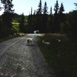 Dog on road by trees against sky