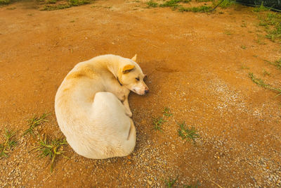 High angle view of a dog resting on land