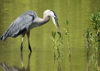 High angle view of gray heron in lake