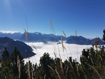 Low angle view of trees on mountain against blue sky