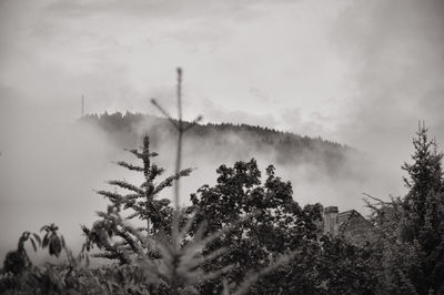 Panoramic view of trees and plants against sky