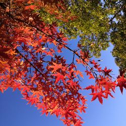 Low angle view of maple tree against clear sky