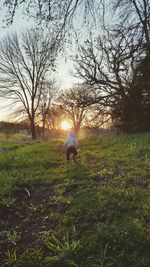 Bare trees on grassy field