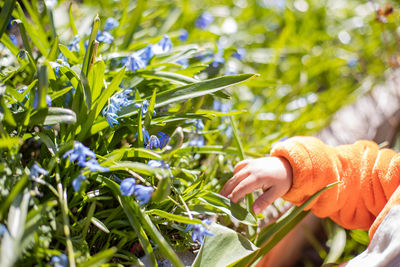 Cropped hand of woman holding plant