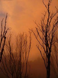 Low angle view of silhouette bare tree against orange sky