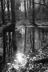 Trees in forest