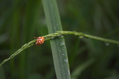 Close-up of wet insect on plant