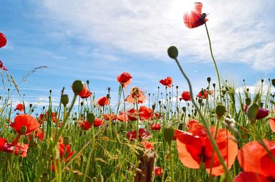 Close-up of poppies blooming on field against sky