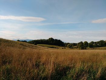 Scenic view of field against sky