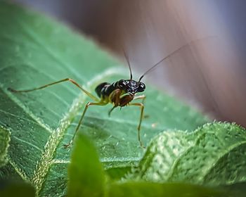 Close-up of insect on leaf