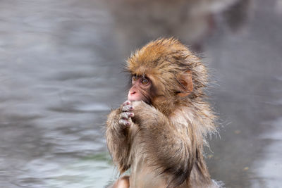 Japanese snow monkey in hot spring