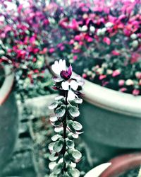 Close-up of flowers against blurred background