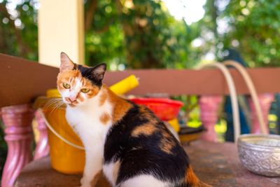 Portrait of cat sitting on table