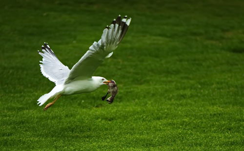 Close-up of bird flying over field