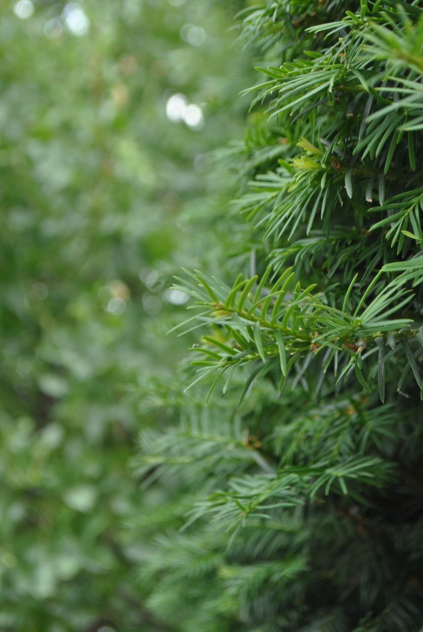 plant, green color, tree, growth, beauty in nature, day, nature, no people, close-up, selective focus, leaf, plant part, outdoors, branch, tranquility, pine tree, focus on foreground, coniferous tree, freshness, needle - plant part, fir tree, rainforest