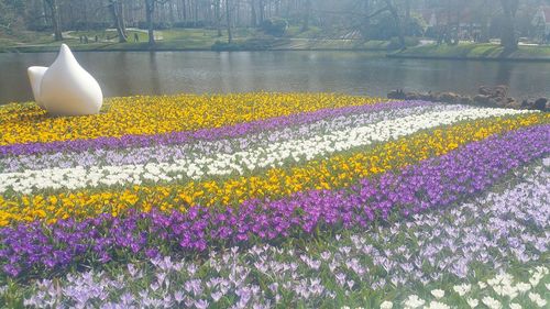 Close-up of purple crocus flowers in lake