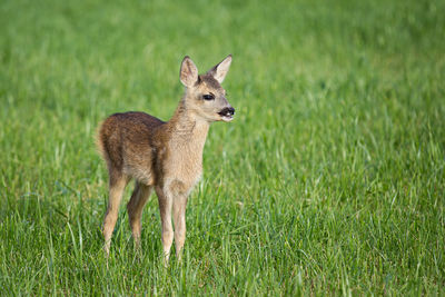 Squirrel standing on grass