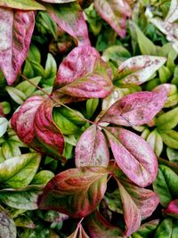 Full frame shot of leaves