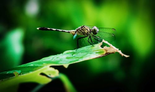 Close-up of insect on leaf