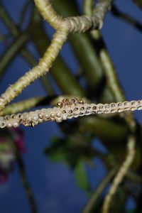 Close-up of insect on plant