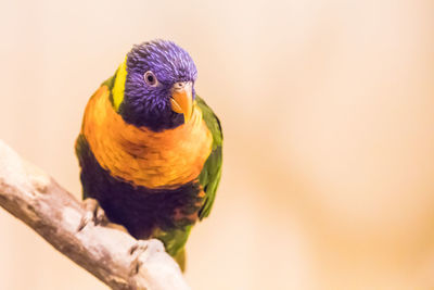 Rainbow lorakeet sitting on branch looking towards camera at angle