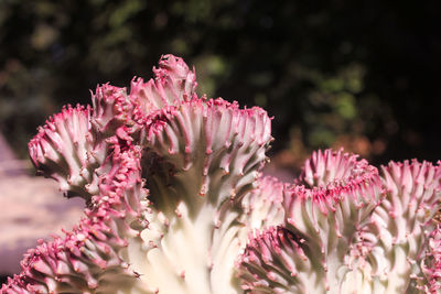 Close-up of pink flowering plant