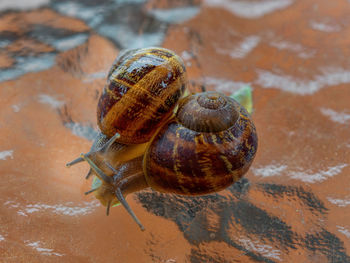 Close-up of snail