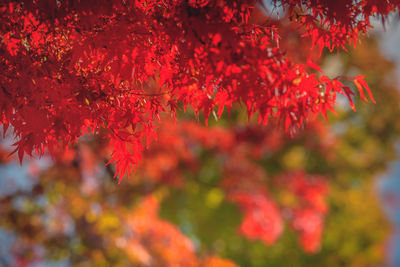 Close-up of red maple leaves on tree