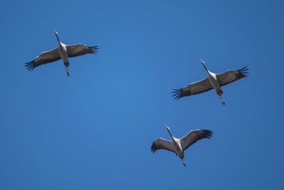 Low angle view of cranes flying