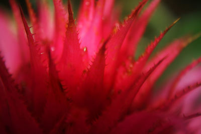 Macro shot of pink flower head