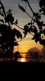 Silhouette of trees during sunset