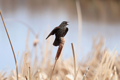 A female red winged blackbird calls out