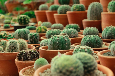 Close-up of succulent plants in market