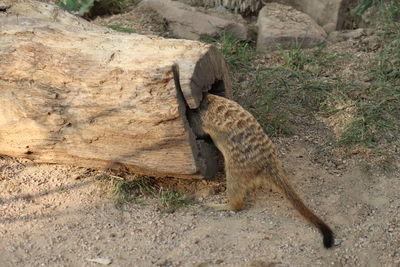 High angle view of cat on rock