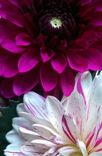 Close-up of pink flower