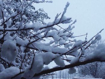 Snow covered trees in winter