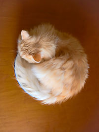 Close-up of cat sleeping