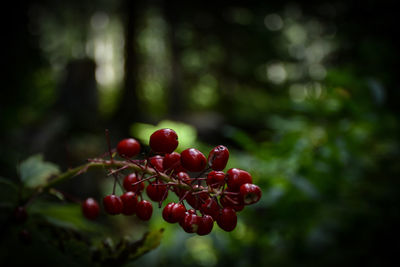 Close-up of plant against blurred background