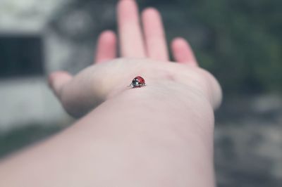 Cropped image of person holding small