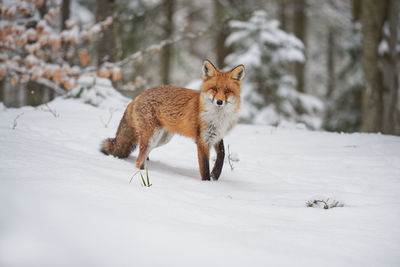 Fox on snow covered field