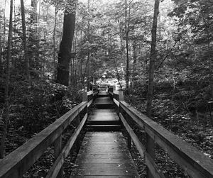 Footbridge in forest