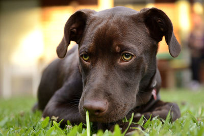 Close-up portrait of dog relaxing on field