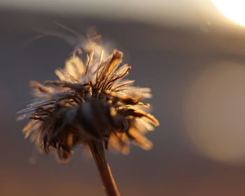 Close-up of wilted thistle